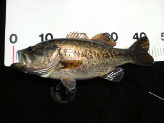 2009041112400000.jpg