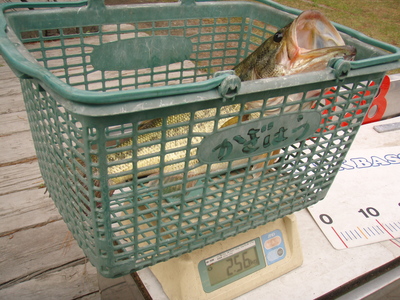 数は釣れども