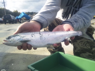ビワマス釣り～