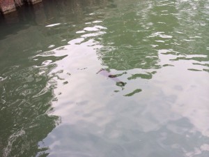 3月8日　こんなところに・・