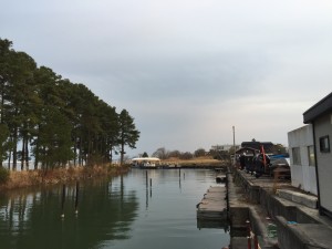 長くなって来ました！