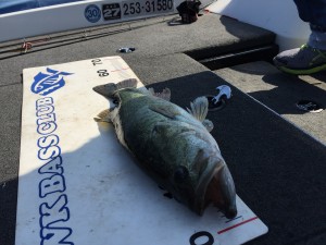 釣果情報5/10