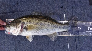 釣れてます！