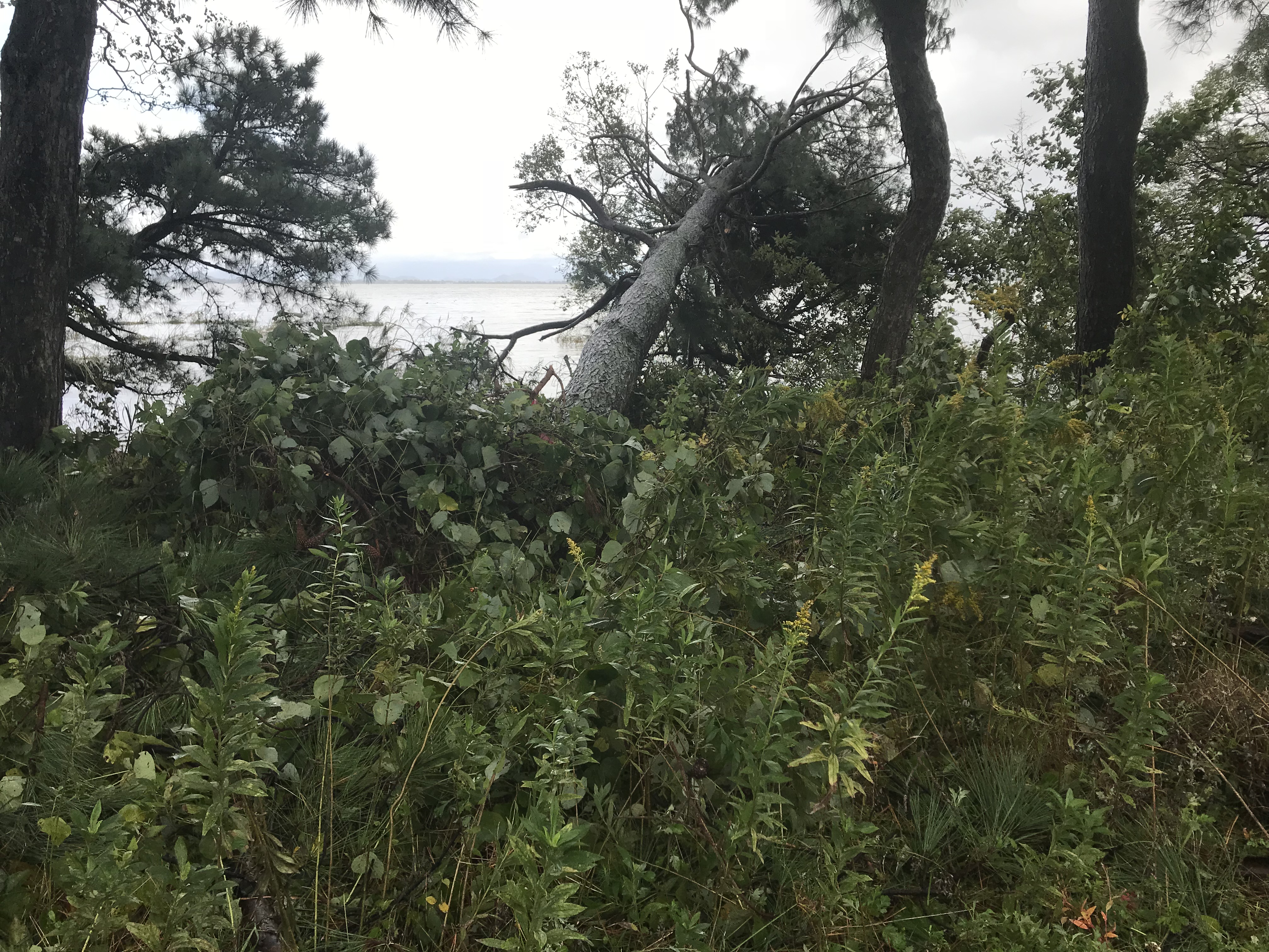 復旧作業の為営業中止。