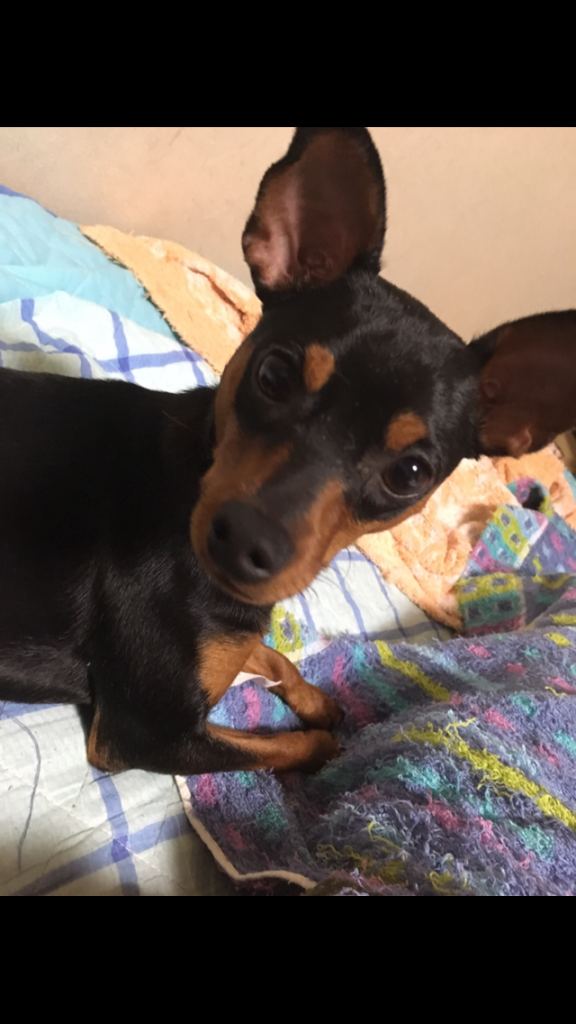 愛犬。