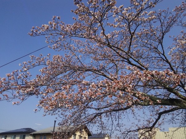 いいサイズが連発！？