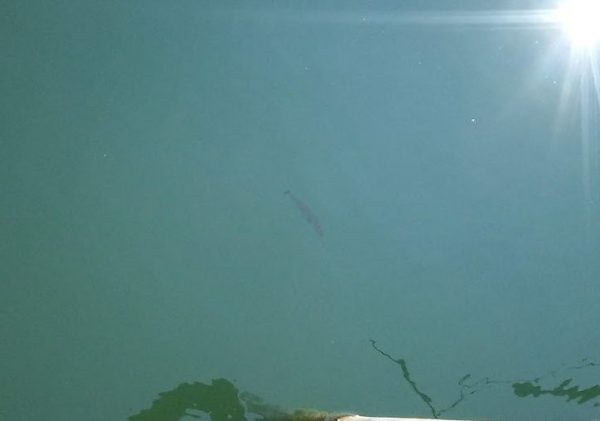 琵琶湖は安定期です！！