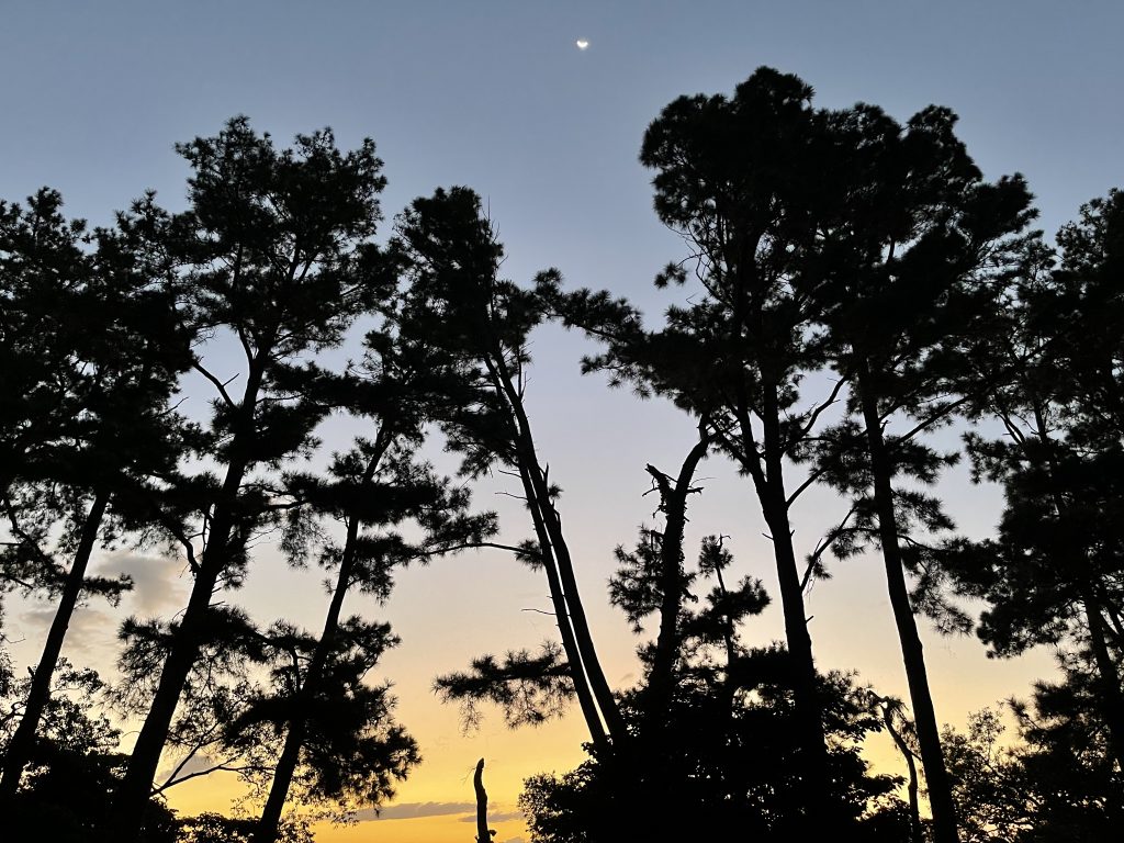 昼間は暑いですねー。