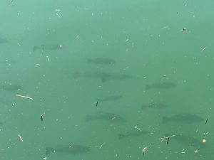 大潮の影響？で湾内が‼️